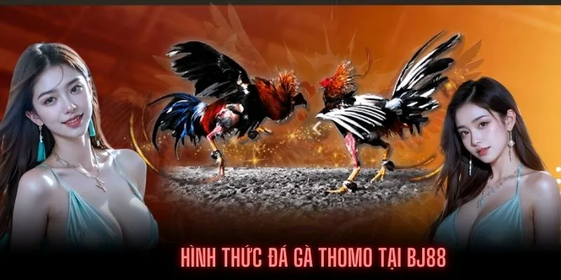 Hình thức đá gà Thomo phổ biến tại BJ88