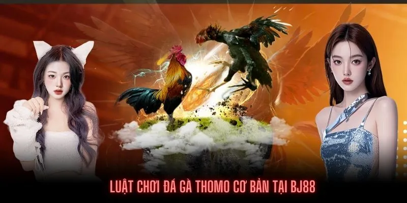 Thành viên cần cần vững luật tham gia đá gà Thomo BJ88